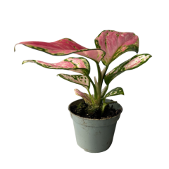 Aglaonema Red Zirkon 13cm
