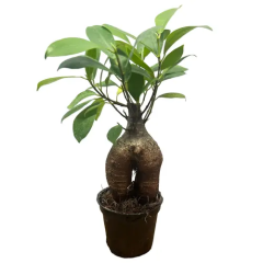 Alive Ficus Ginseng 21cm
