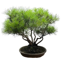 Japanese Black Pine 53cm