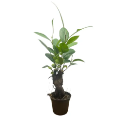 Bold Ficus Ginseng 26cm
