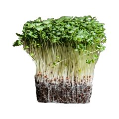 Organic Microgreen Calabrese Broccoli Seeds