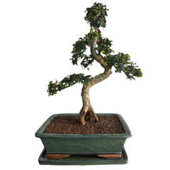 Chinese Elm 38cm