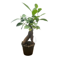 Charming Ficus Ginseng 22cm