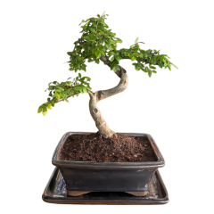 Chinese Elm 37cm