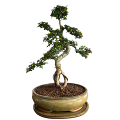 Chinese Elm 25cm