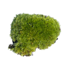 Decorative Natural Moss 100g