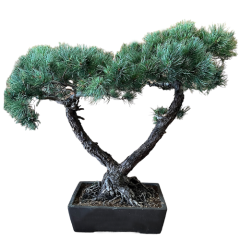 Japanese White Pine Bonsai