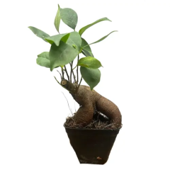 Exposed Roots Ficus Ginseng 19cm
