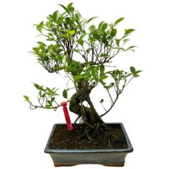 Ficus 48cm