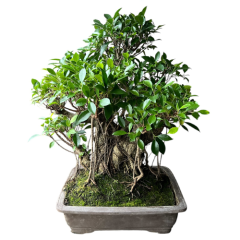 Ficus Bonsai 82cm