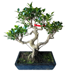 Ficus 48cm