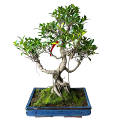 Ficus 45cm