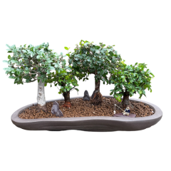 Chinese Elm 25.cm