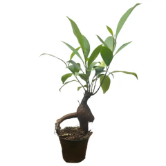 Healthy Ficus Ginseng 25cm