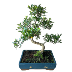 Japanese Pepper Tree 65cm