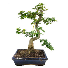 Mandarin Tree Bonsai 46cm