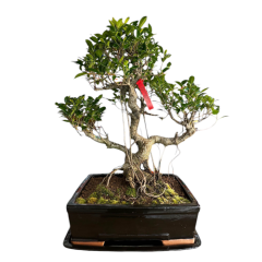 Ficus 57cm Inc Tray