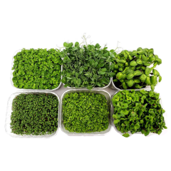 Organic Supergreens Punnet Selection