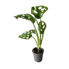 Monstera Obliqua Monkry Leaf 30cm