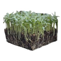 Organic Microgreen Cilantro Coriander Seeds