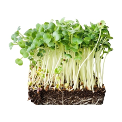 Organic Microgreen Daikon Radish Seeds