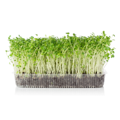 Organic Microgreen Alfalfa