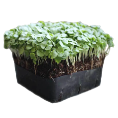 Organic Microgreen Basil