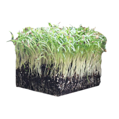 Organic Microgreen Fennel