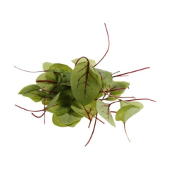 Organic Microgreen Red Veined Sorrel