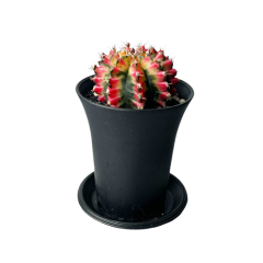 Rare Gymnocalycium Multicolor Inc Tray 12cm