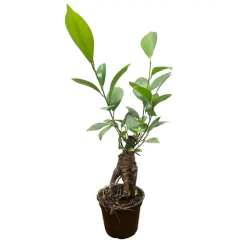 Structured Ficus Ginseng 26cm