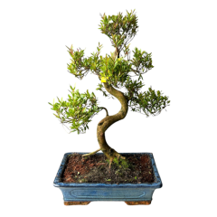 Chinese Myrtle 58cm