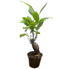 Tall Ficus Ginseng 26cm