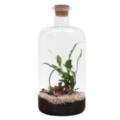 Terrarium Bovey – Large