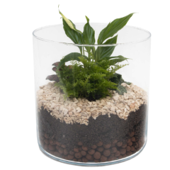 Terrarium Lucille – Small
