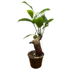 Upright Ficus Ginseng 20cm