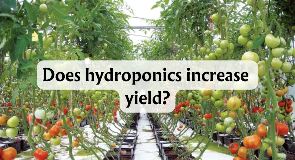 does-hydroponics-increase-yield-discover-the-facts-and-figures