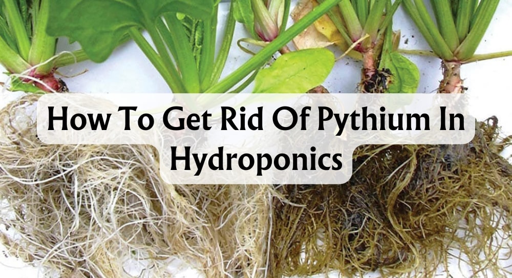 how-to-get-rid-of-pythium