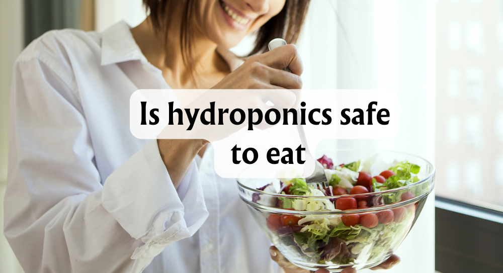 Are Hydroponic Vegetables Safe to Eat? Hydroponic Food Benefits