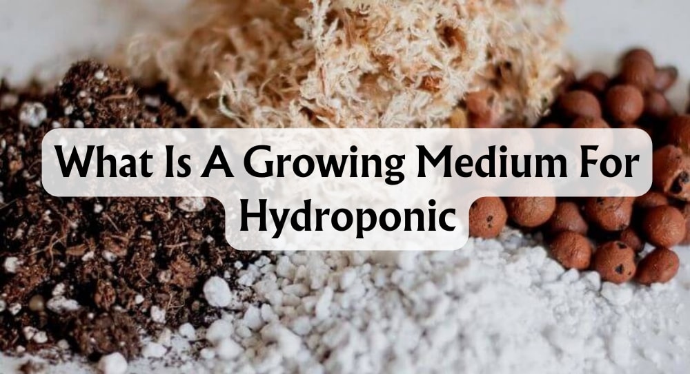 what is a growing medium for hydroponics