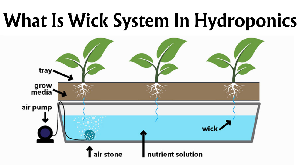 what-is-a-wick-system-in-hydroponics