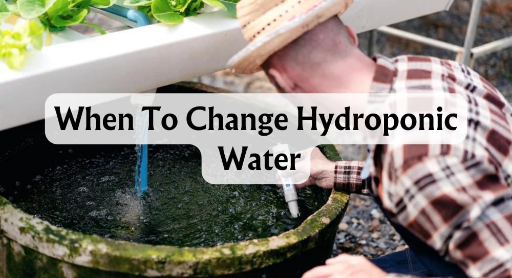 when-to-change-water-for-hydroponics