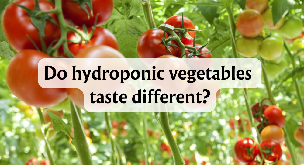 do hydroponic vegetables taste different