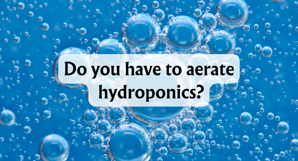 Do You Have to Aerate Hydroponics? The Importance of Aeration