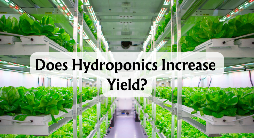 does-hydroponics-increase-yield-discover-the-facts-and-figures