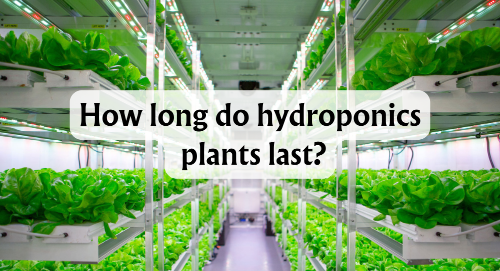 how-long-do-hydroponic-plants-last-lifespan-insights-&-care-tips