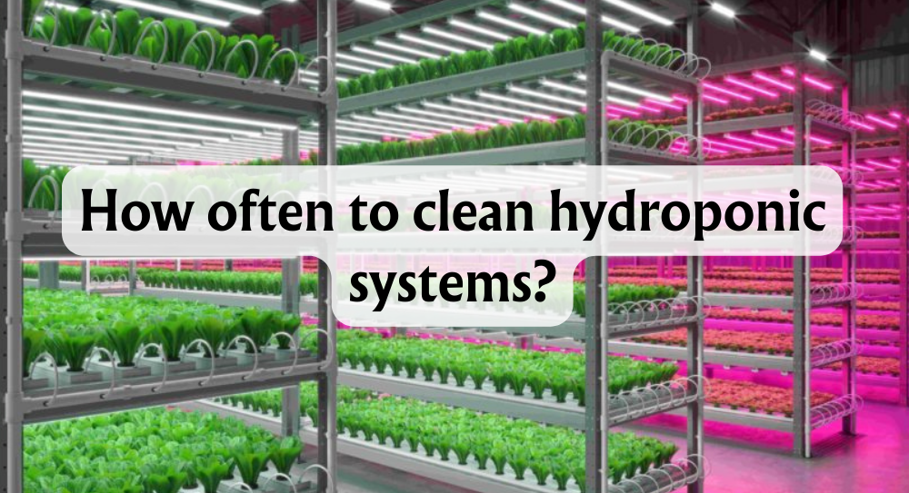 how-to-clean-your-hydroponic-system