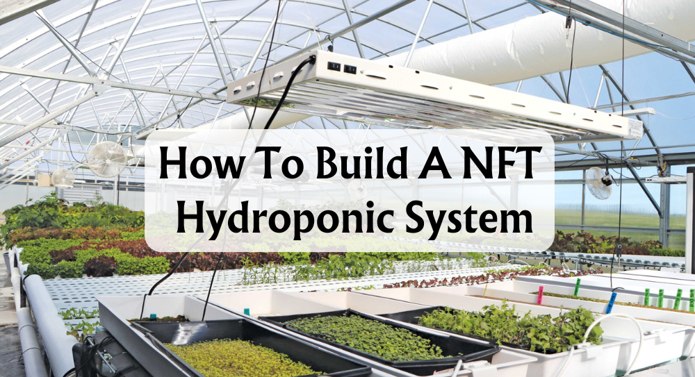 how-to-build-a-nft-hydroponic-system-a-simple-beginners-guide