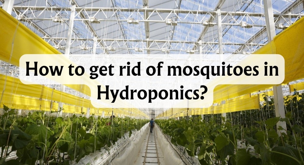 mosquito-control-effective-strategies-for-hydroponic-garden-pests