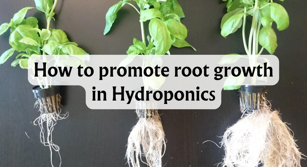 promote-root-growth-in-hydroponics-top-tips-for-healthy-plants